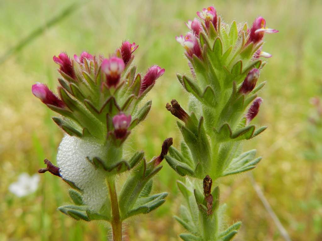 Parentucellia latifolia